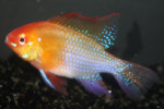 Ramirezi Gold
